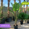 Strelitzia Nicolai